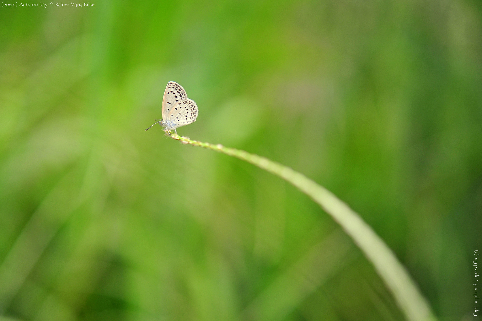 Nikon AF-S Micro-Nikkor 60mm F2.8G ED sample photo. Autumn day iii photography
