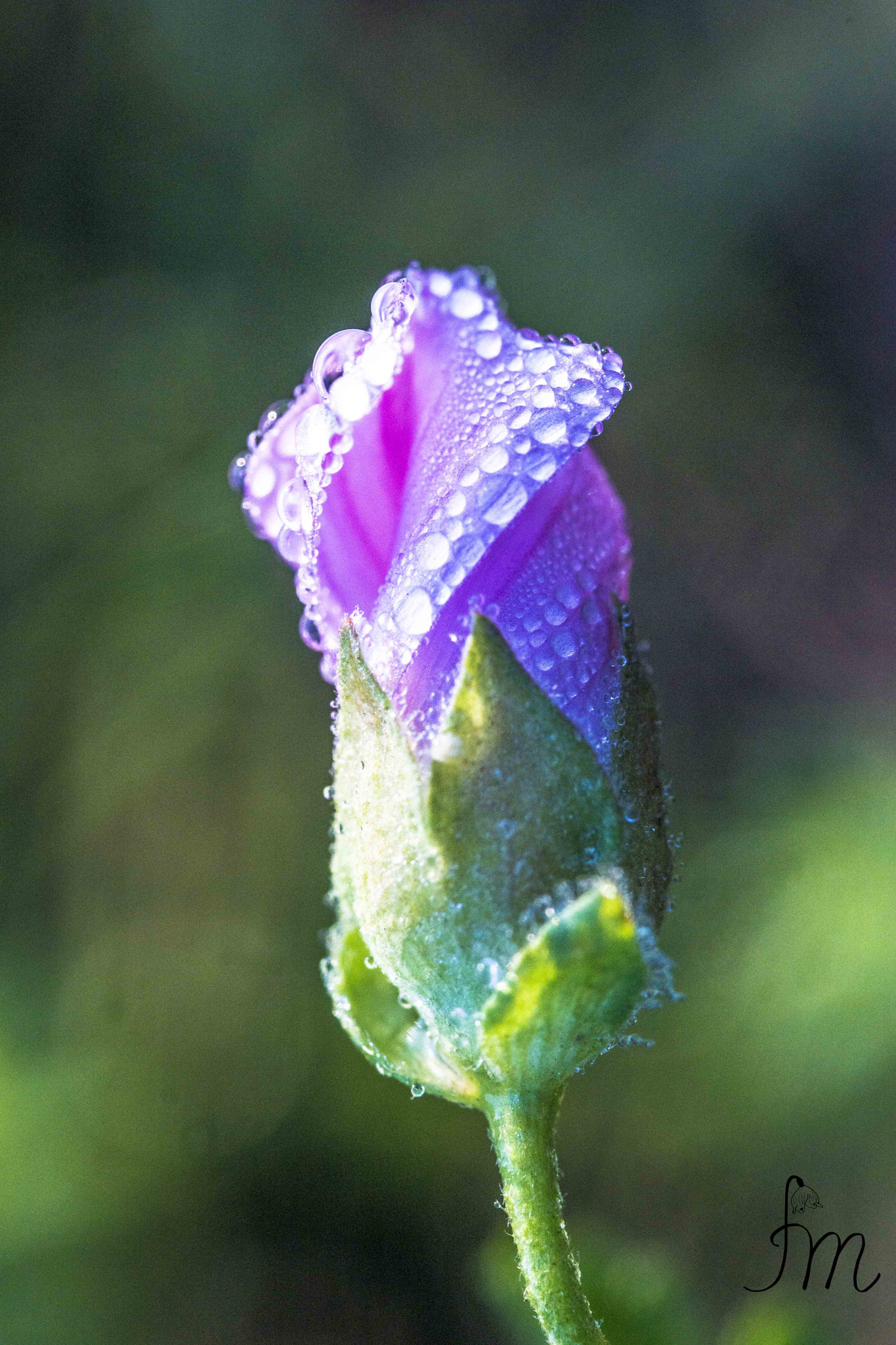 Sony a99 II + 90mm F2.8 Macro SSM sample photo. Pearl flower photography