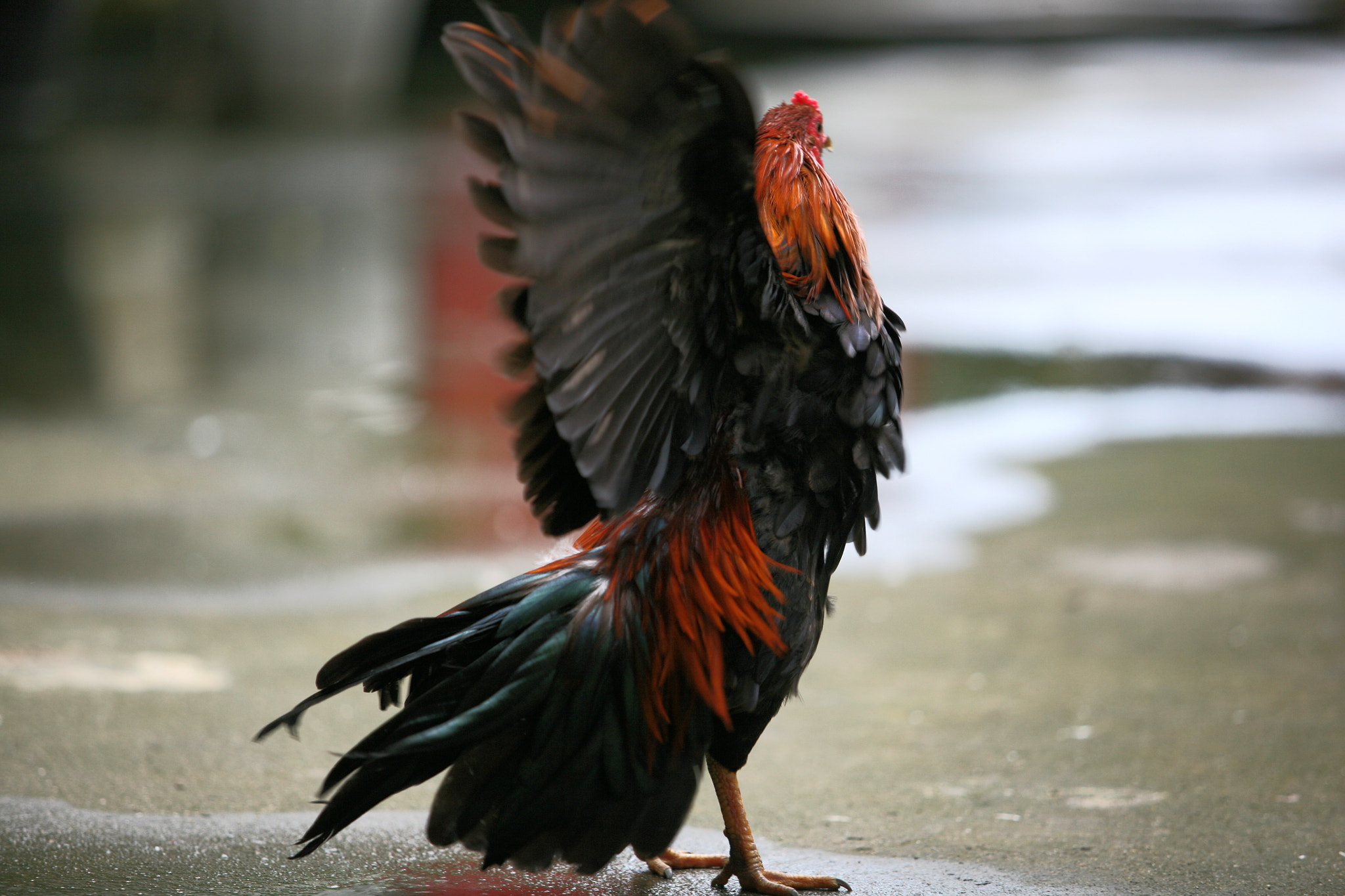 Canon EF 70-200mm F2.8L USM sample photo. Chiken.. photography