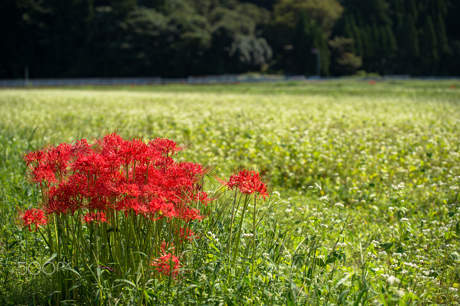 Tamron SP 70-200mm F2.8 Di VC USD sample photo. Red and white photography