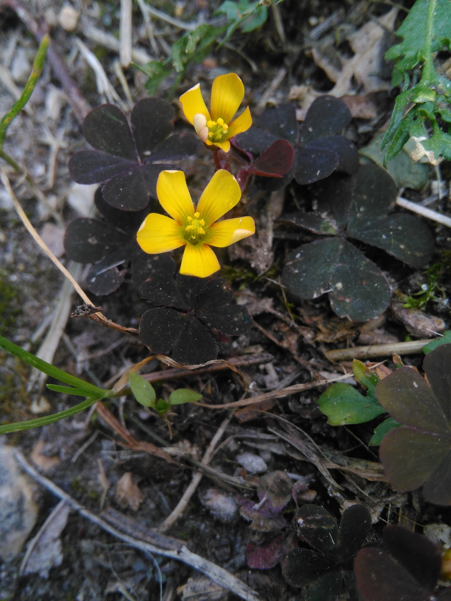 HUAWEI G620S-L01 sample photo. Yellow flower photography