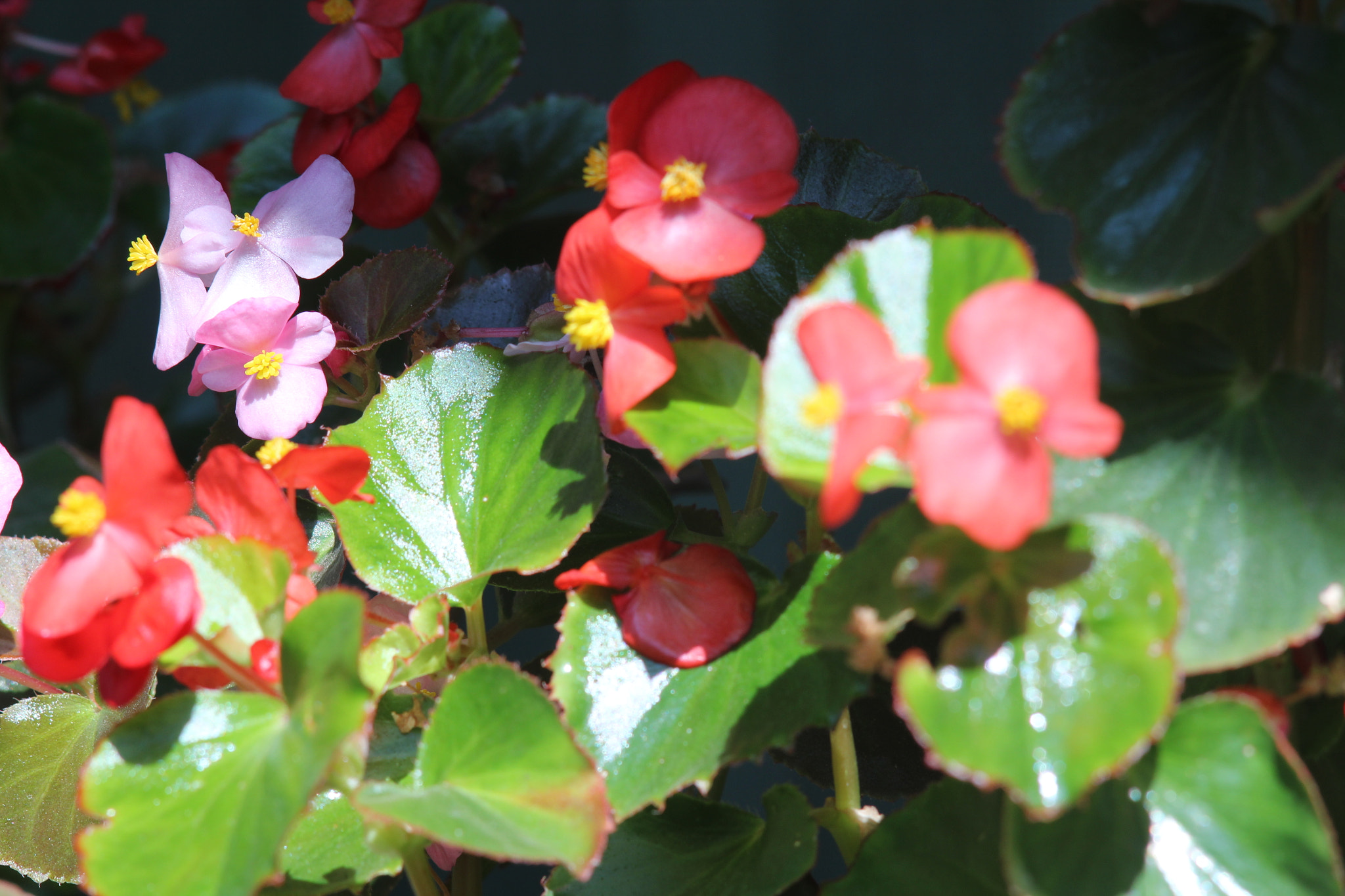 Canon EF 35-80mm f/4-5.6 sample photo. Purple between red photography