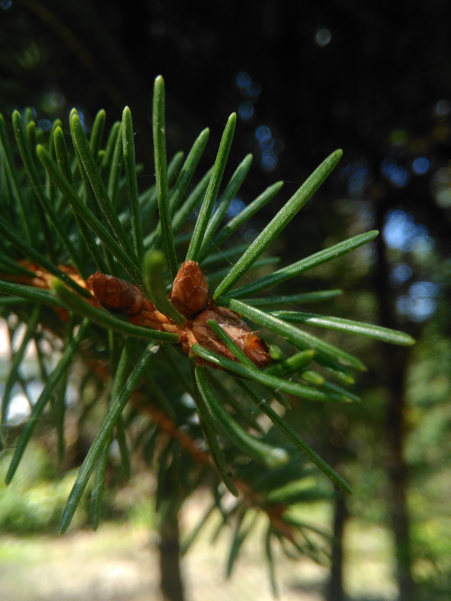 HUAWEI G620S-L01 sample photo. Pine tree photography