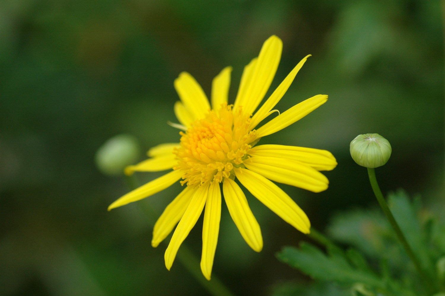 Sigma Macro 90mm F2.8 sample photo. A photography