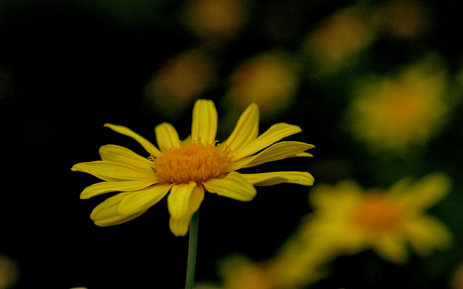 Nikon D70s + Sigma Macro 90mm F2.8 sample photo. A photography