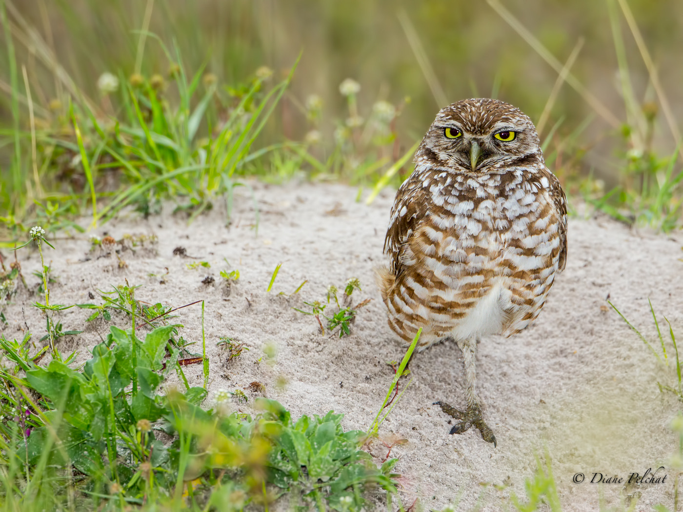 Canon EOS 60D + Canon EF 300mm F2.8L IS II USM sample photo. Standing on guard photography