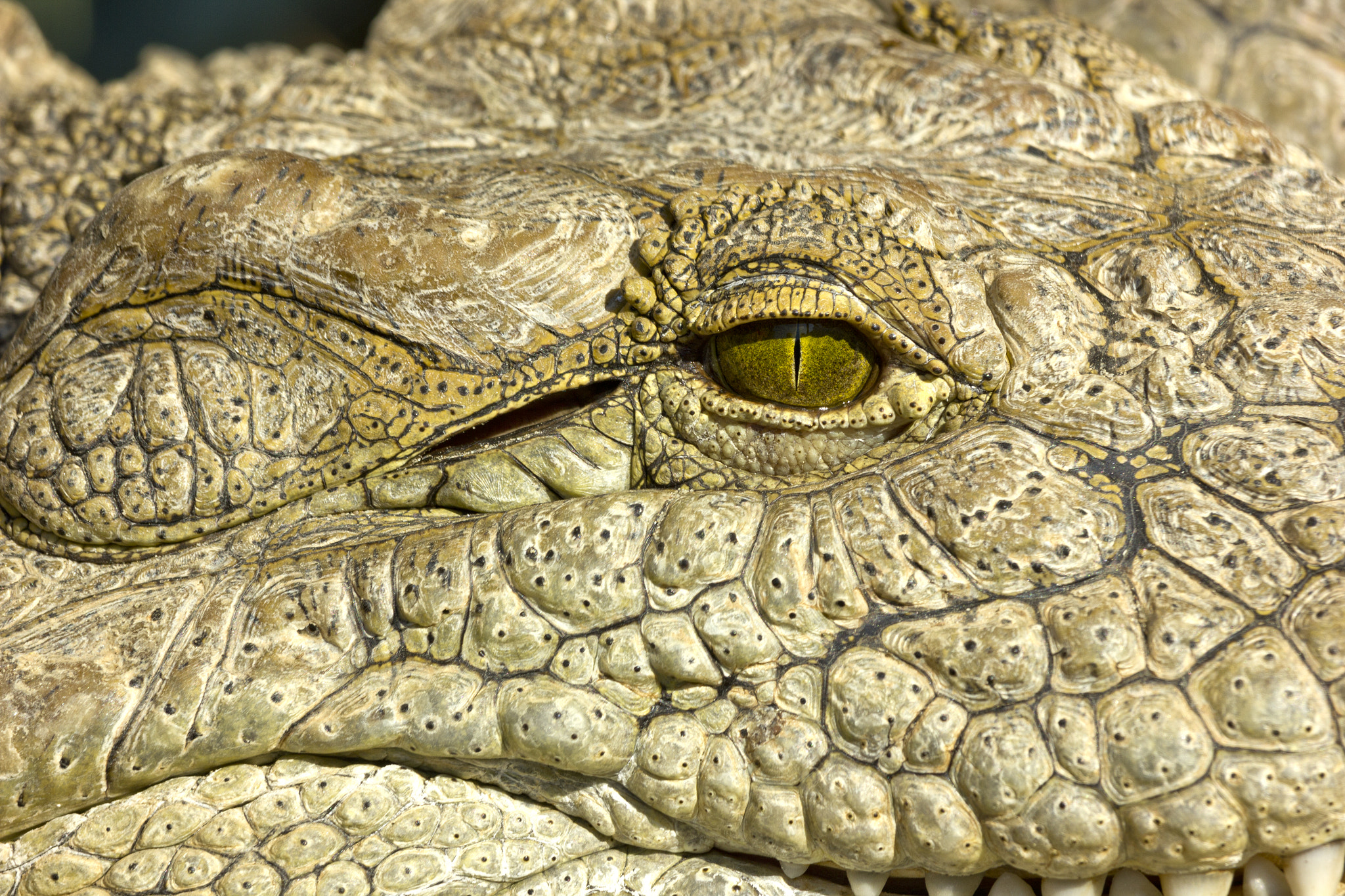 Canon EF-S 55-250mm F4-5.6 IS STM sample photo. Crocodile photography