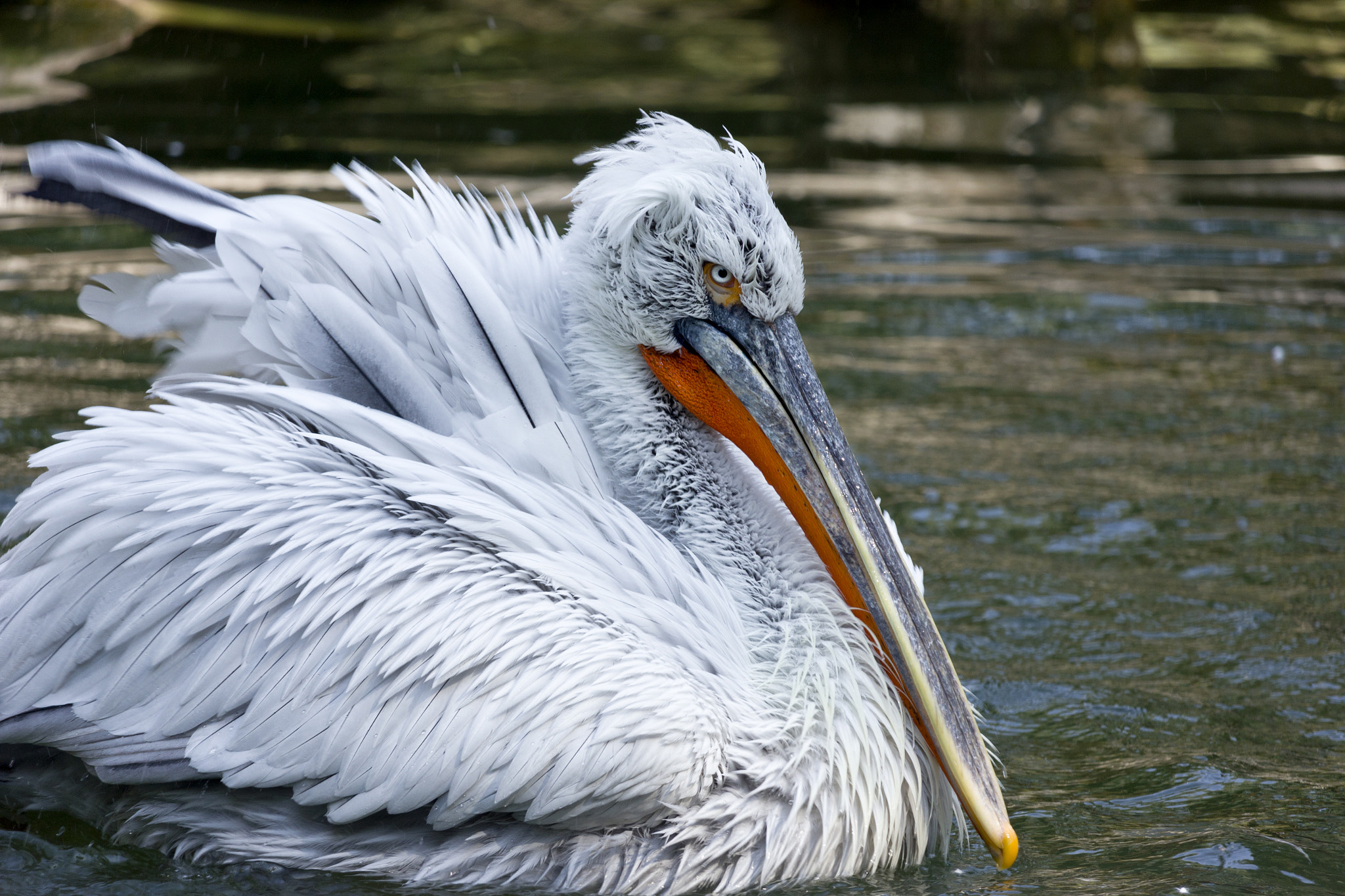 Canon EF-S 55-250mm F4-5.6 IS STM sample photo. Pelican photography
