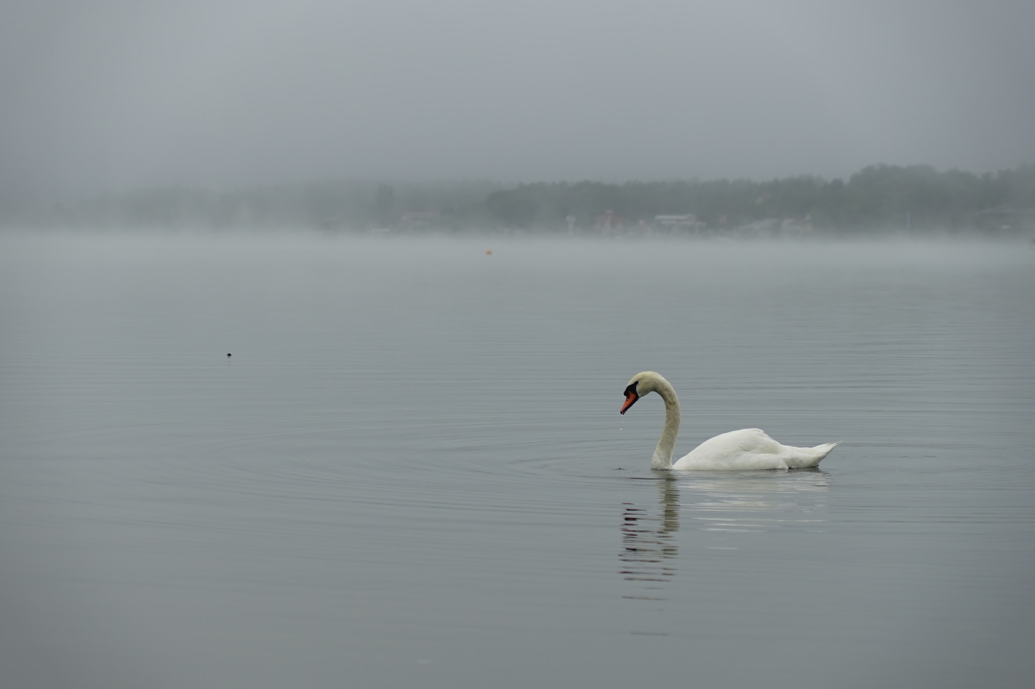 Sony a7 sample photo. A swan heads out to look for food as the fog lifts up from the lake. photography