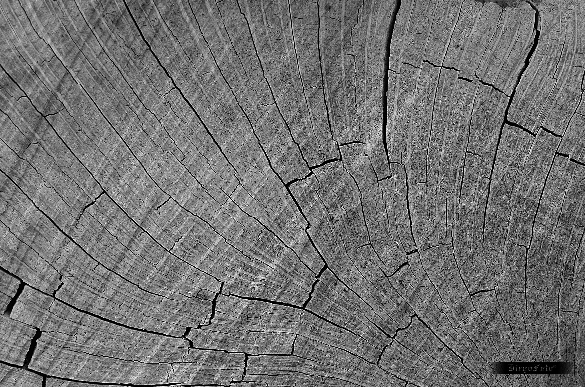 AF Zoom-Nikkor 35-70mm f/3.3-4.5 sample photo. Textura de encina photography