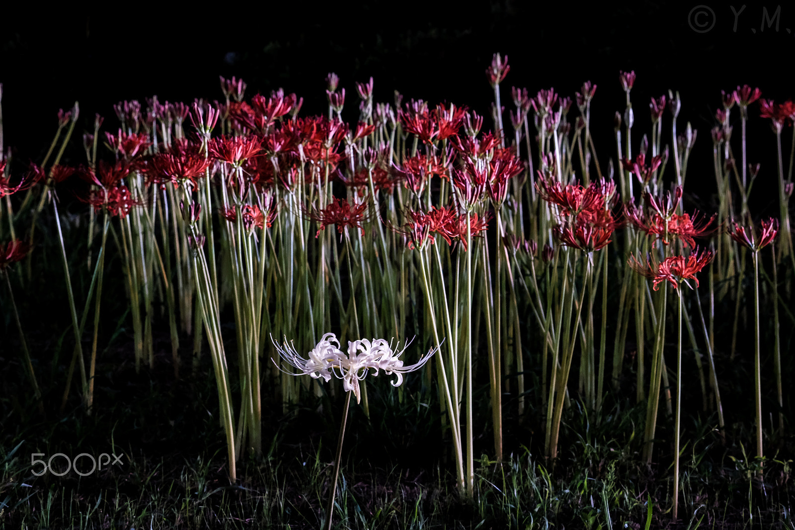 Fujifilm X-T2 sample photo. Red and white cluster amaryllis photography
