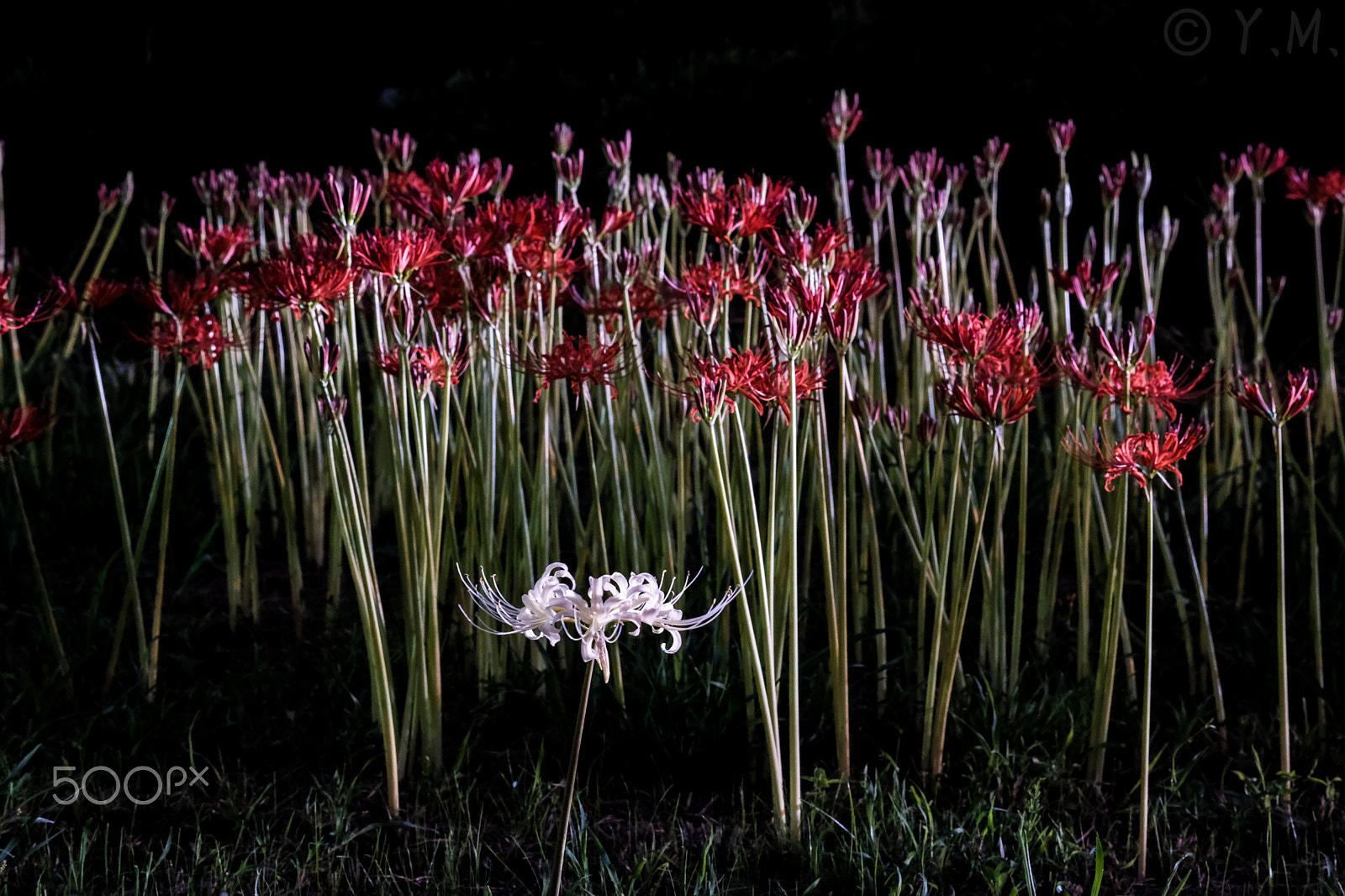 Fujifilm X-T2 + Fujifilm XF 60mm F2.4 R Macro sample photo. Red and white cluster amaryllis photography