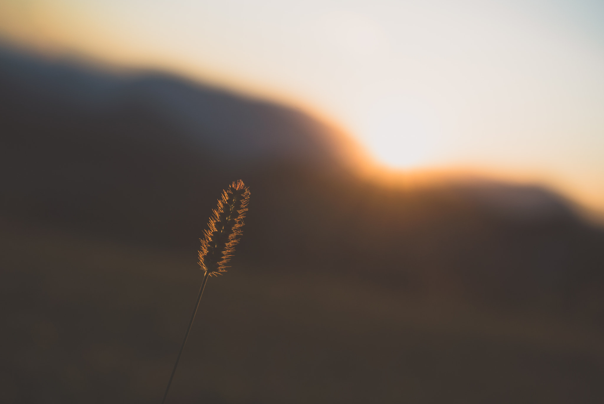 Sony a7S + Sony FE 28-70mm F3.5-5.6 OSS sample photo. We all need sunlight photography