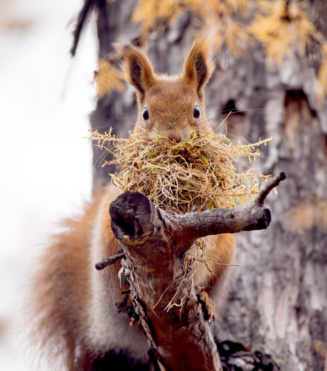Sigma 150-600mm F5-6.3 DG OS HSM | C sample photo. Squirrel photography