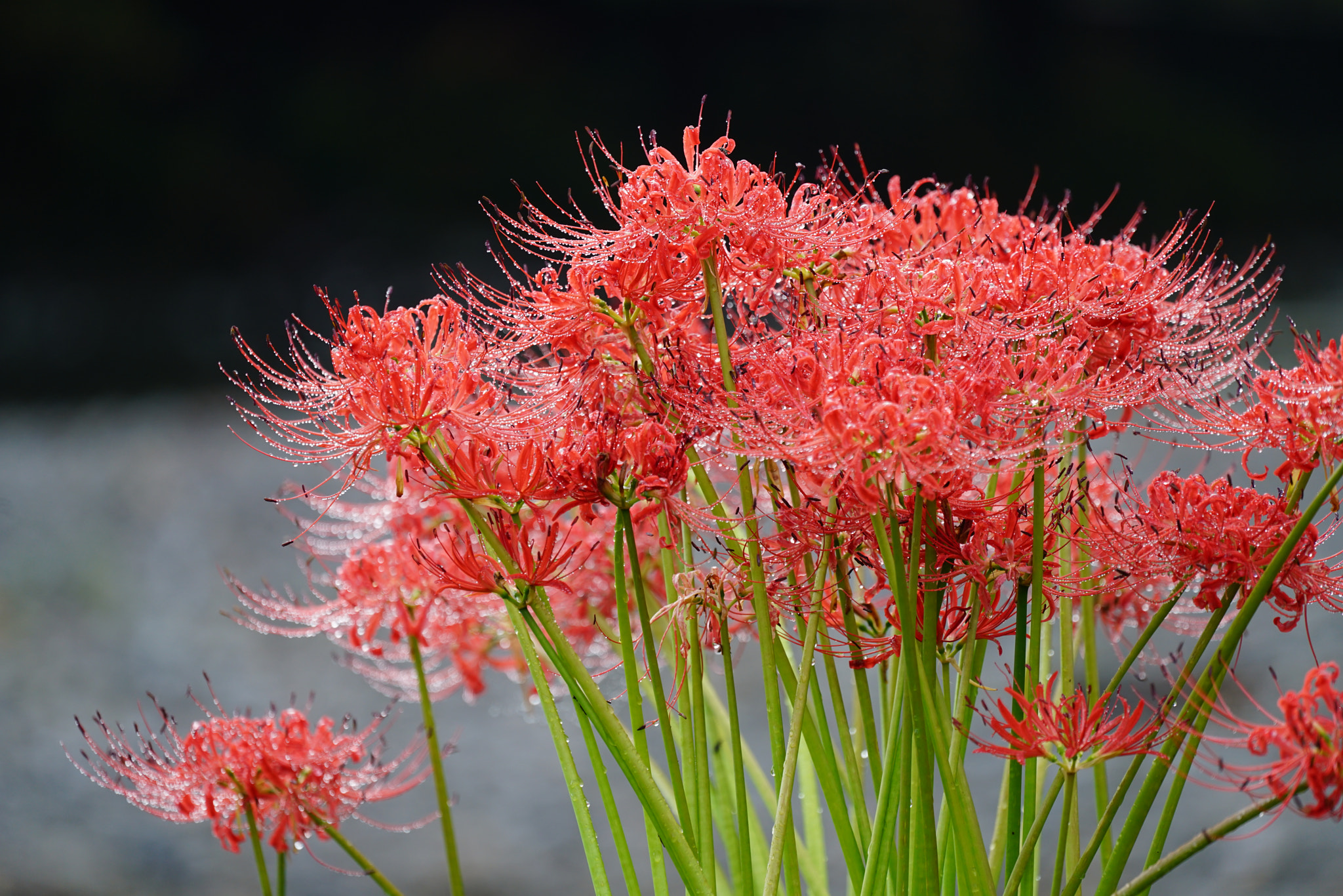 Sony FE 70-300mm F4.5-5.6 G OSS sample photo. Amaryllis after the rain photography