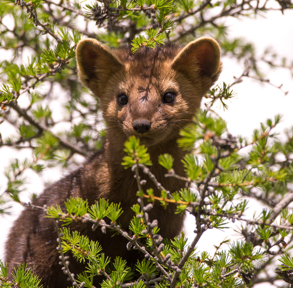 Sigma 150-600mm F5-6.3 DG OS HSM | C sample photo. Sable photography