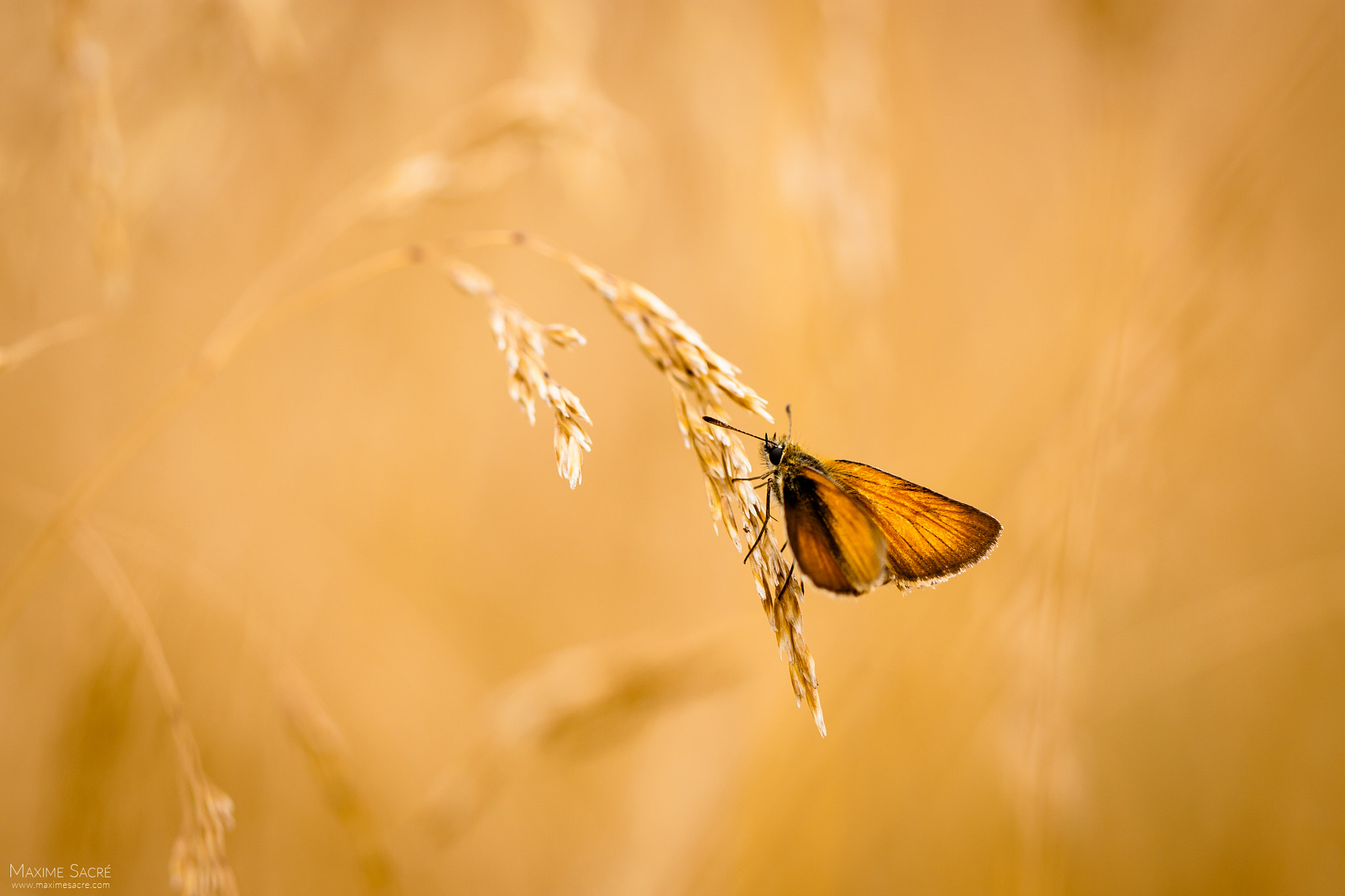 Canon EF 100mm F2.8 Macro USM sample photo. Skipper photography