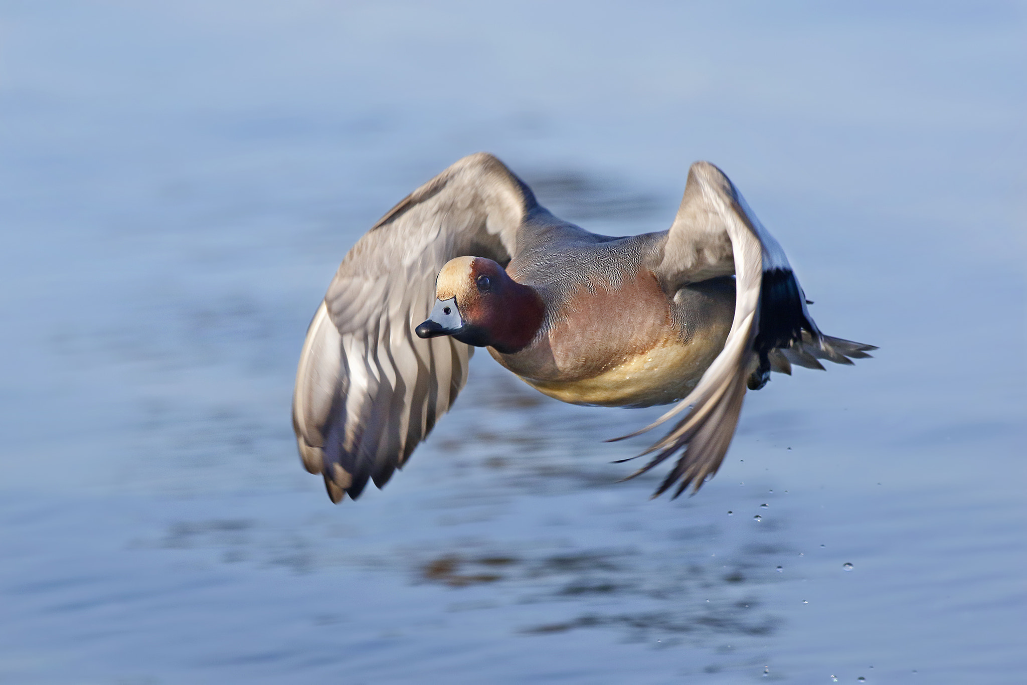 Canon EOS 7D Mark II + Canon EF 500mm f/4.5L sample photo. Widgeon photography