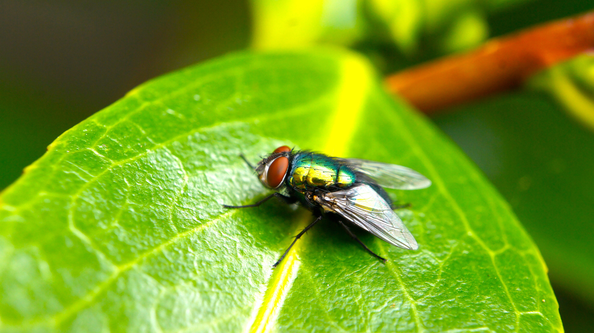 Sony Alpha NEX-5 + Sony E 18-55mm F3.5-5.6 OSS sample photo. Closeup of a fly on a green leaf photography