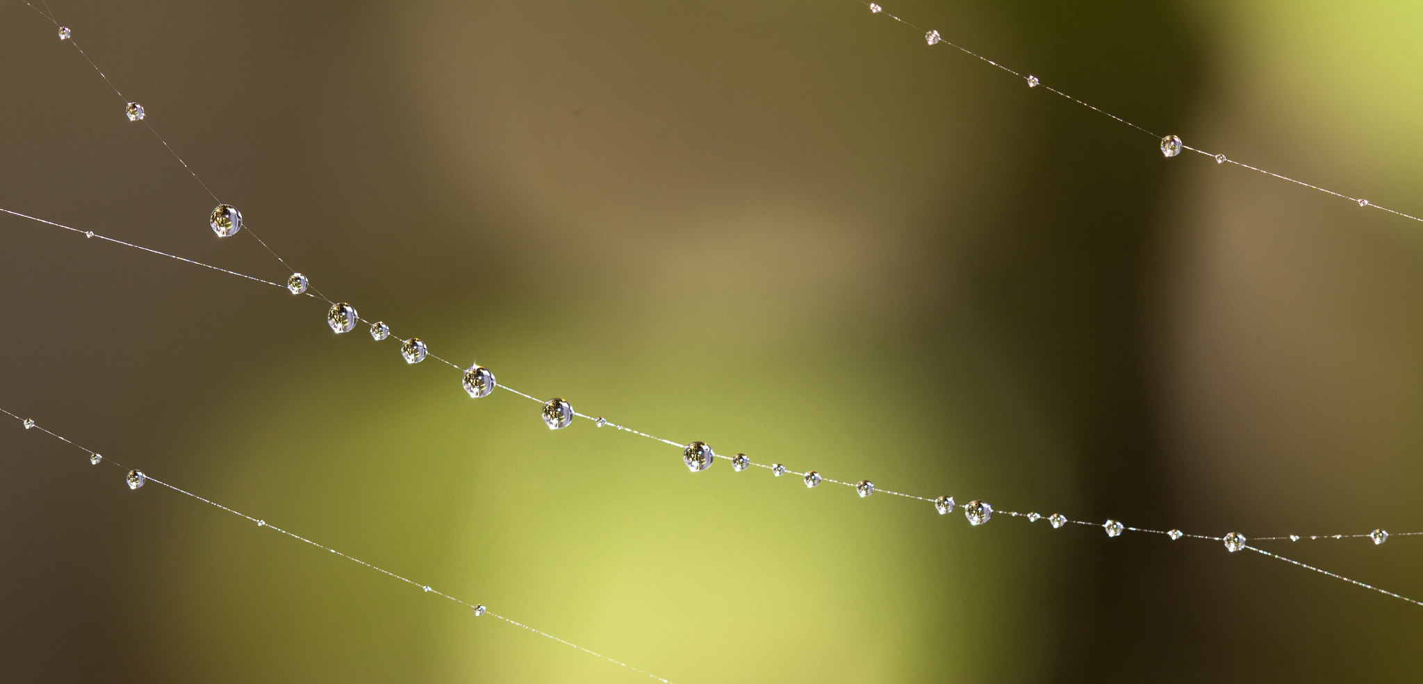 Canon EOS 60D + Canon EF 100mm F2.8L Macro IS USM sample photo. Raindrop photography