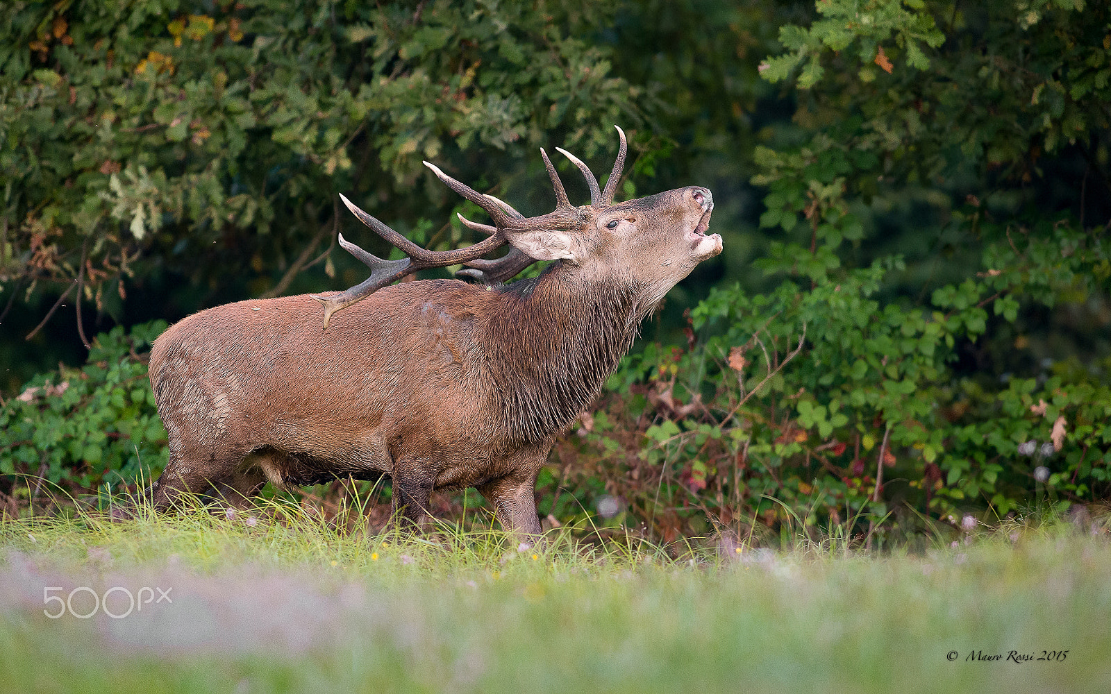 Nikon AF-S Nikkor 300mm F2.8G ED VR II sample photo. Cervo nobile (cervus elaphus). photography