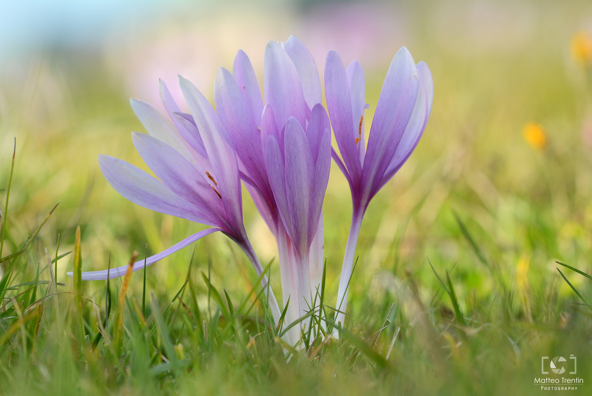 Sigma 150mm F2.8 EX DG OS Macro HSM sample photo. Crocus 2 photography