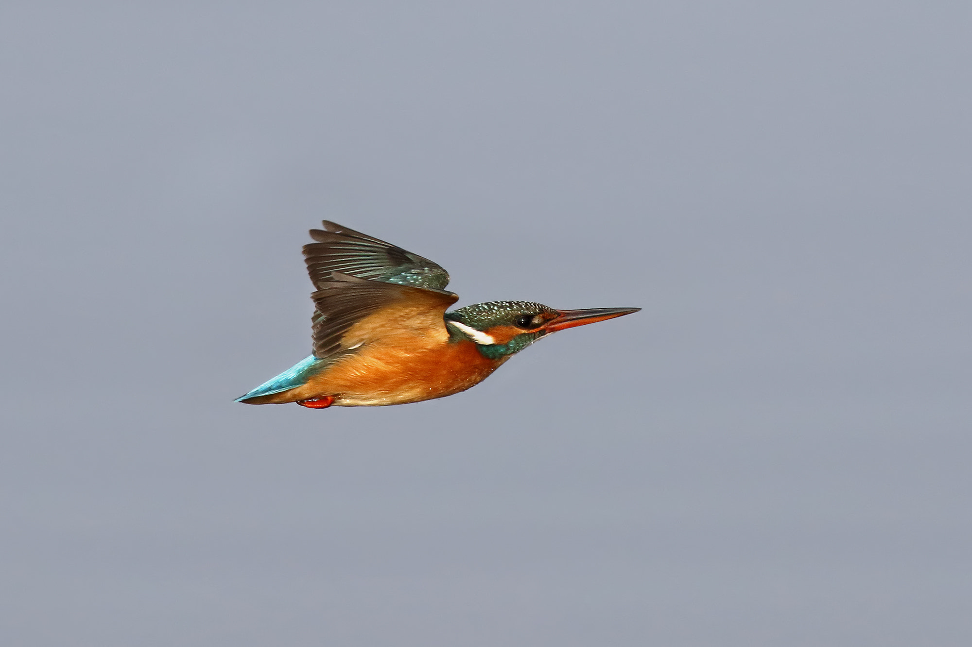 Canon EF 500mm f/4.5L sample photo. Kingfisher photography