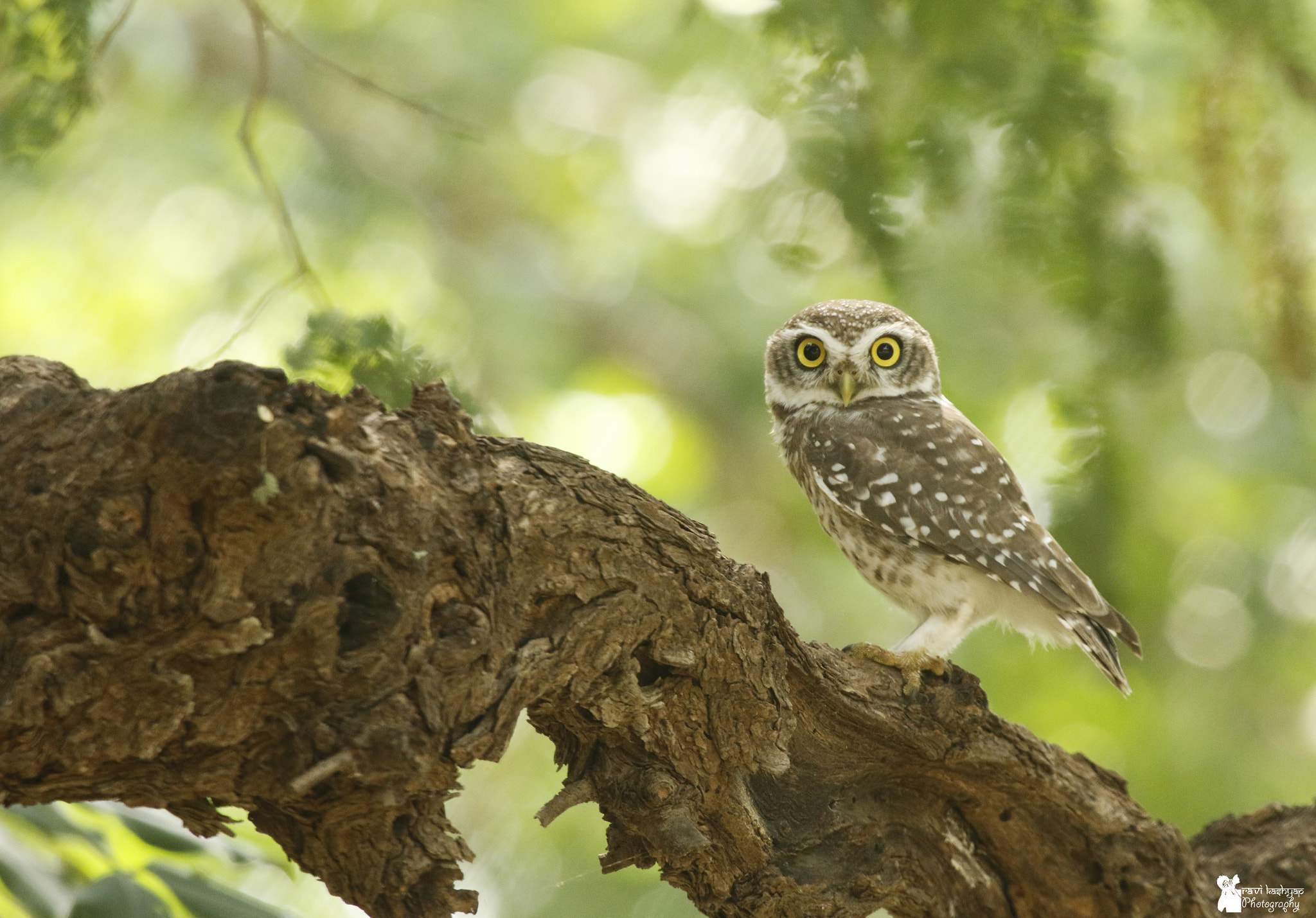 Canon EF 100-400mm F4.5-5.6L IS USM sample photo. Spotted owlet photography