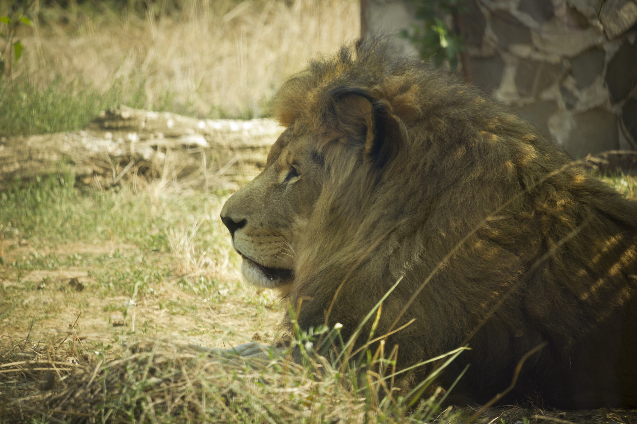 Canon EF-S 55-250mm F4-5.6 IS STM sample photo. Lion photography