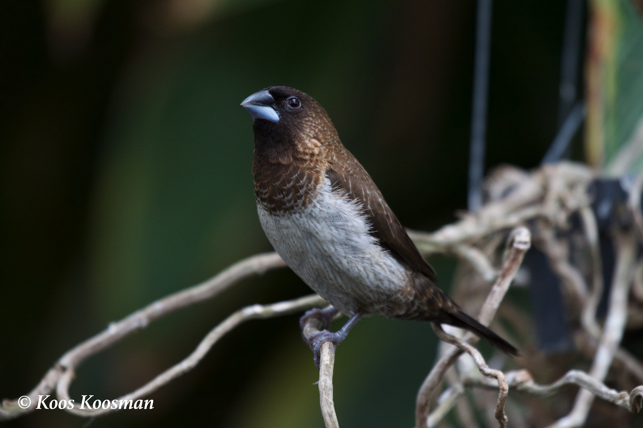 Canon EF 100-400mm F4.5-5.6L IS USM sample photo. Koosman sparrow photography