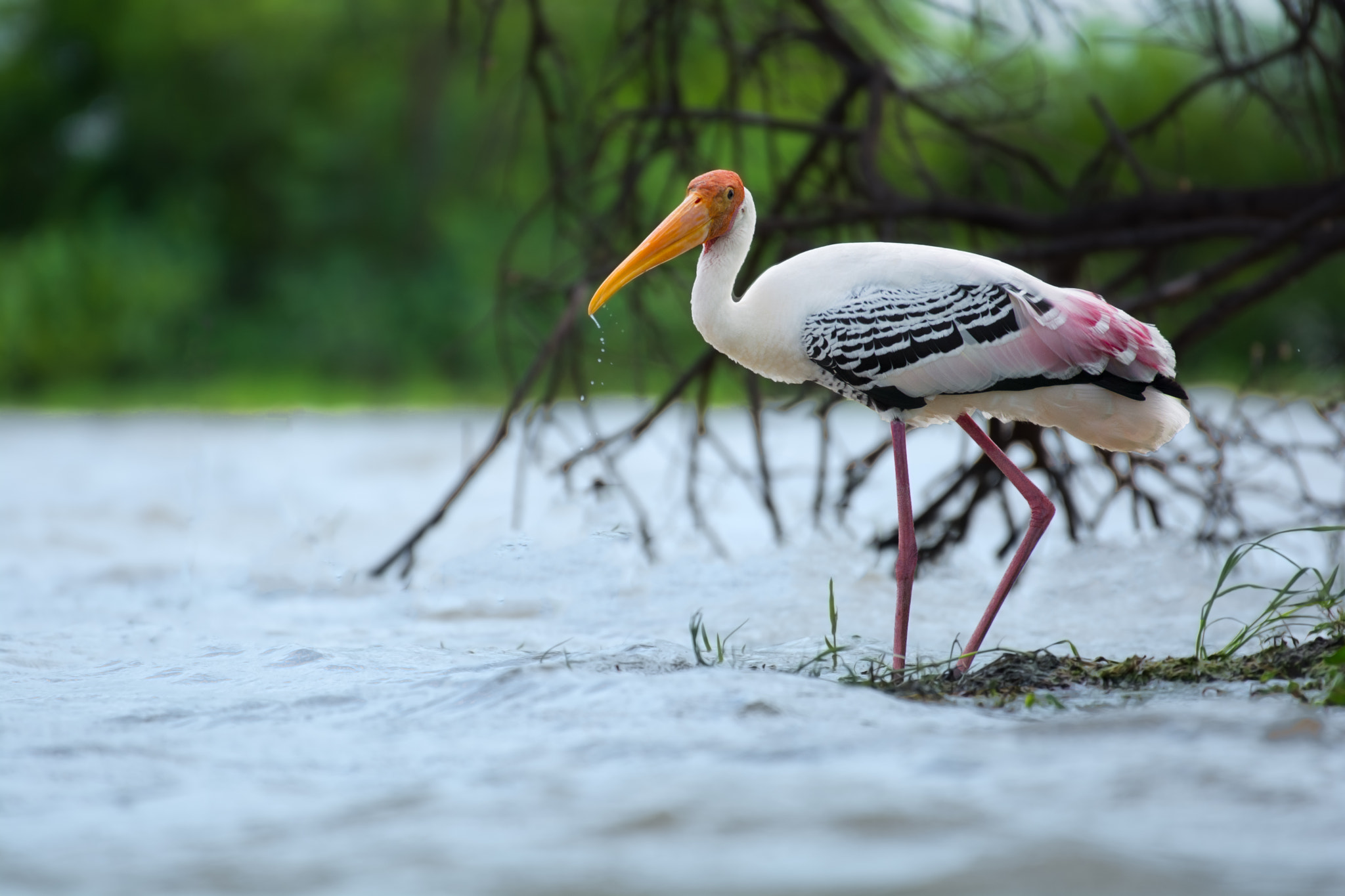 Nikon AF-S Nikkor 200-500mm F5.6E ED VR sample photo. I'm fishing, do you want one? photography