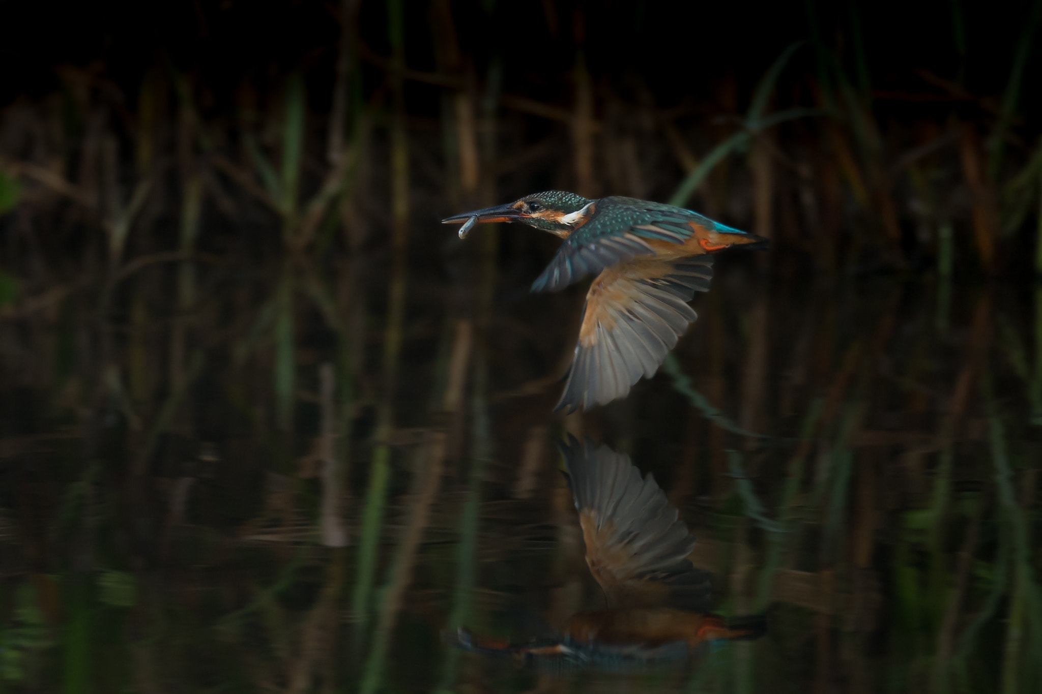 Canon EF 800mm F5.6L IS USM sample photo. 翡翠 photography