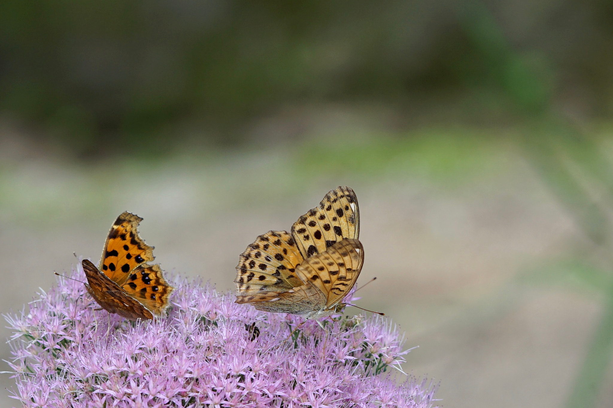 Sony a7 II + Sony FE 90mm F2.8 Macro G OSS sample photo. Butterfly photography