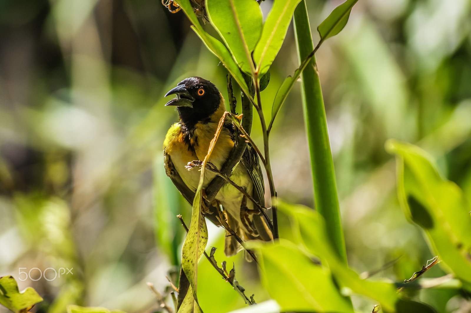 Sony SLT-A55 (SLT-A55V) sample photo. Lesser masked weaver photography