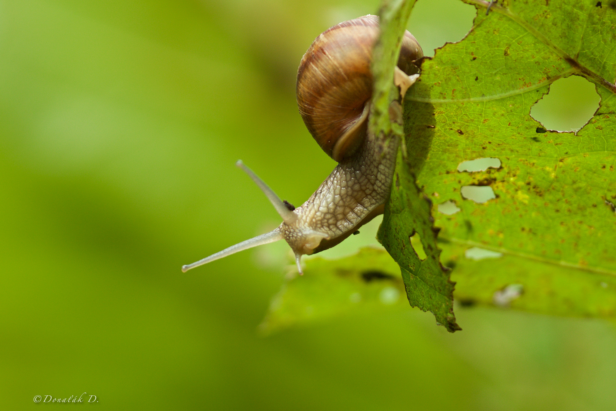 Canon EF 200-400mm F4L IS USM Extender 1.4x sample photo. Hlemýžď zahradní (helix pomatia) photography