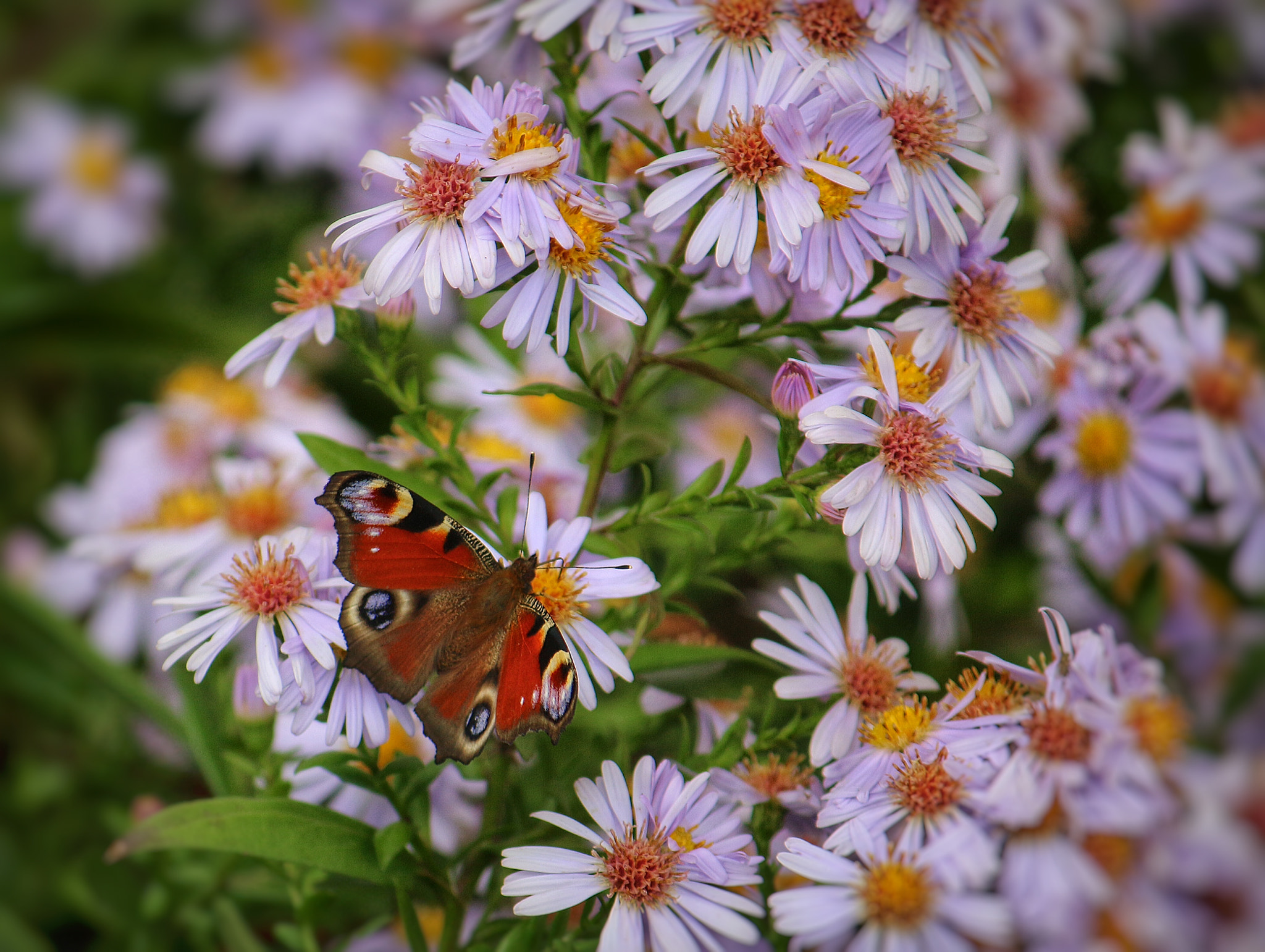 Canon EF-S 55-250mm F4-5.6 IS sample photo. Beautiful nature photography