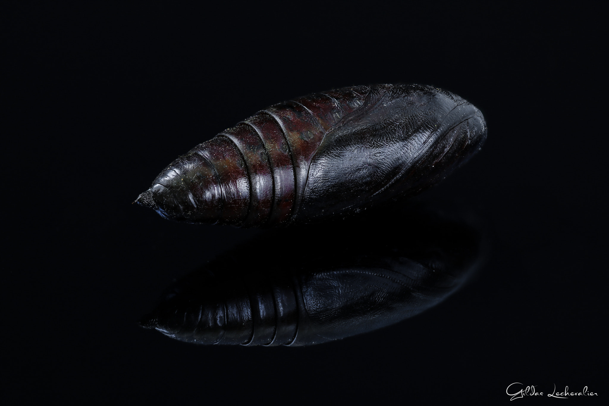 Canon EF 100mm F2.8 Macro USM sample photo. Sphinx photography