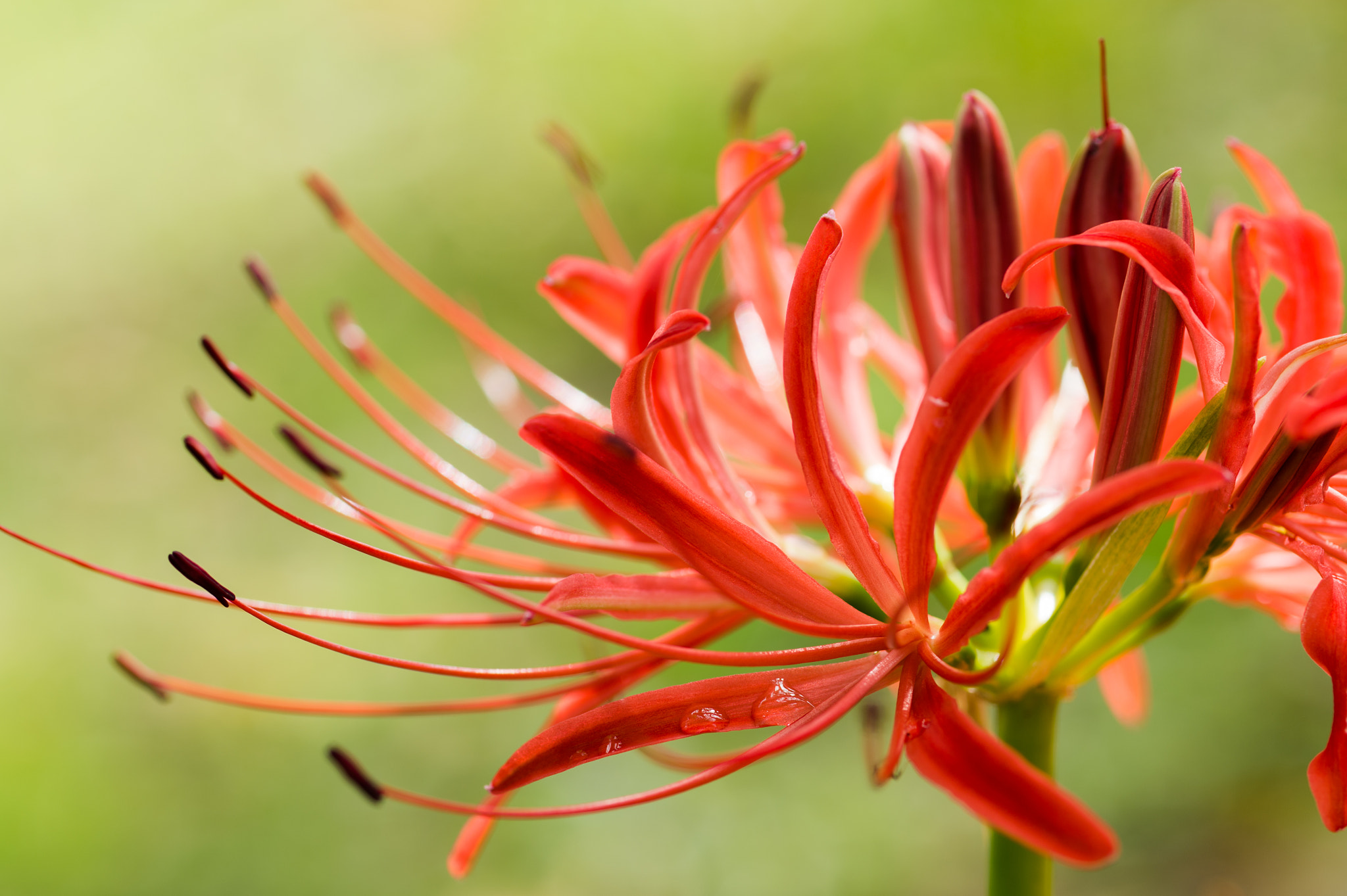 Nikon Df sample photo. Spider lily photography