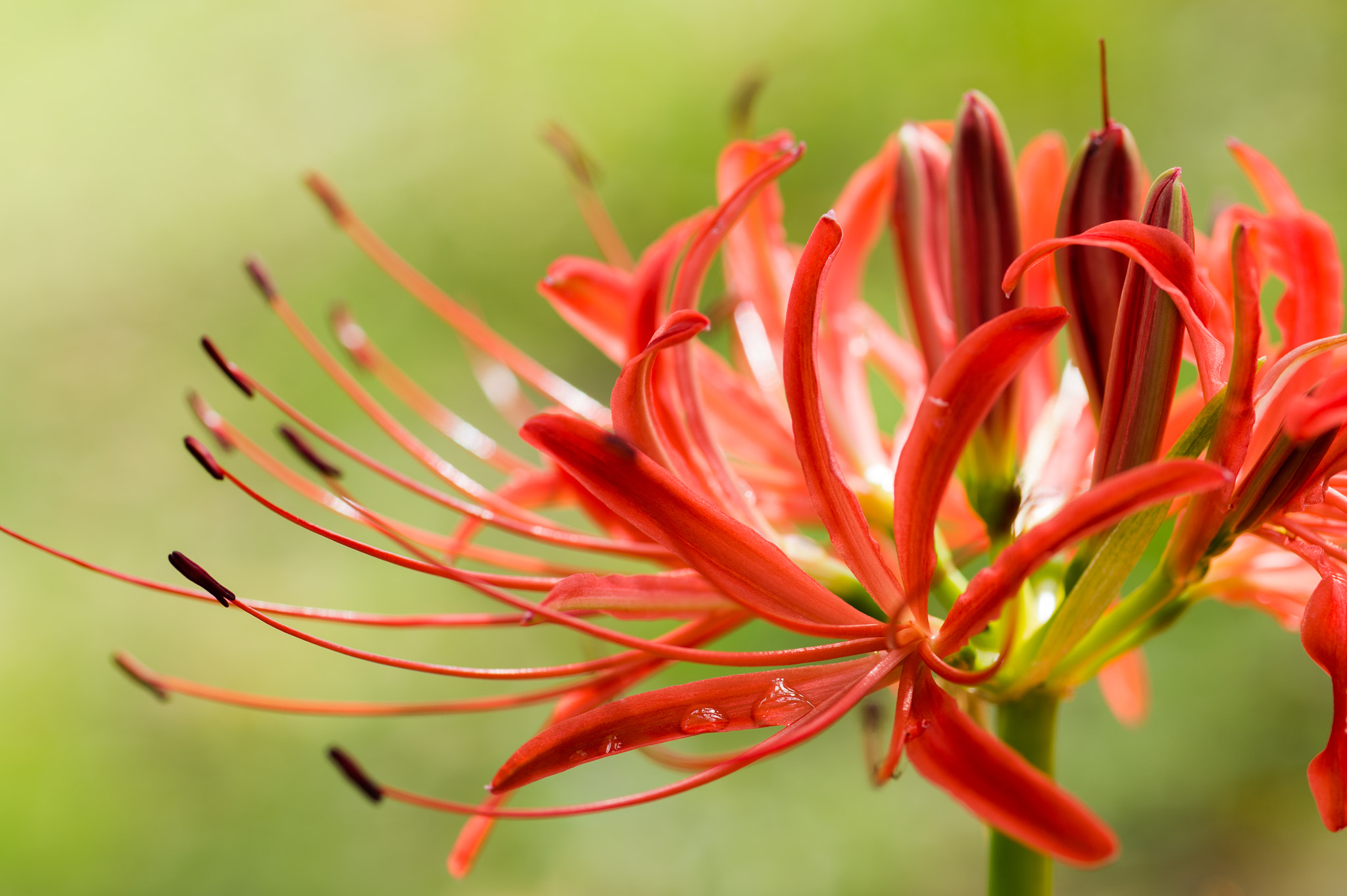 ZEISS Makro-Planar T* 100mm F2 sample photo. Spider lily photography