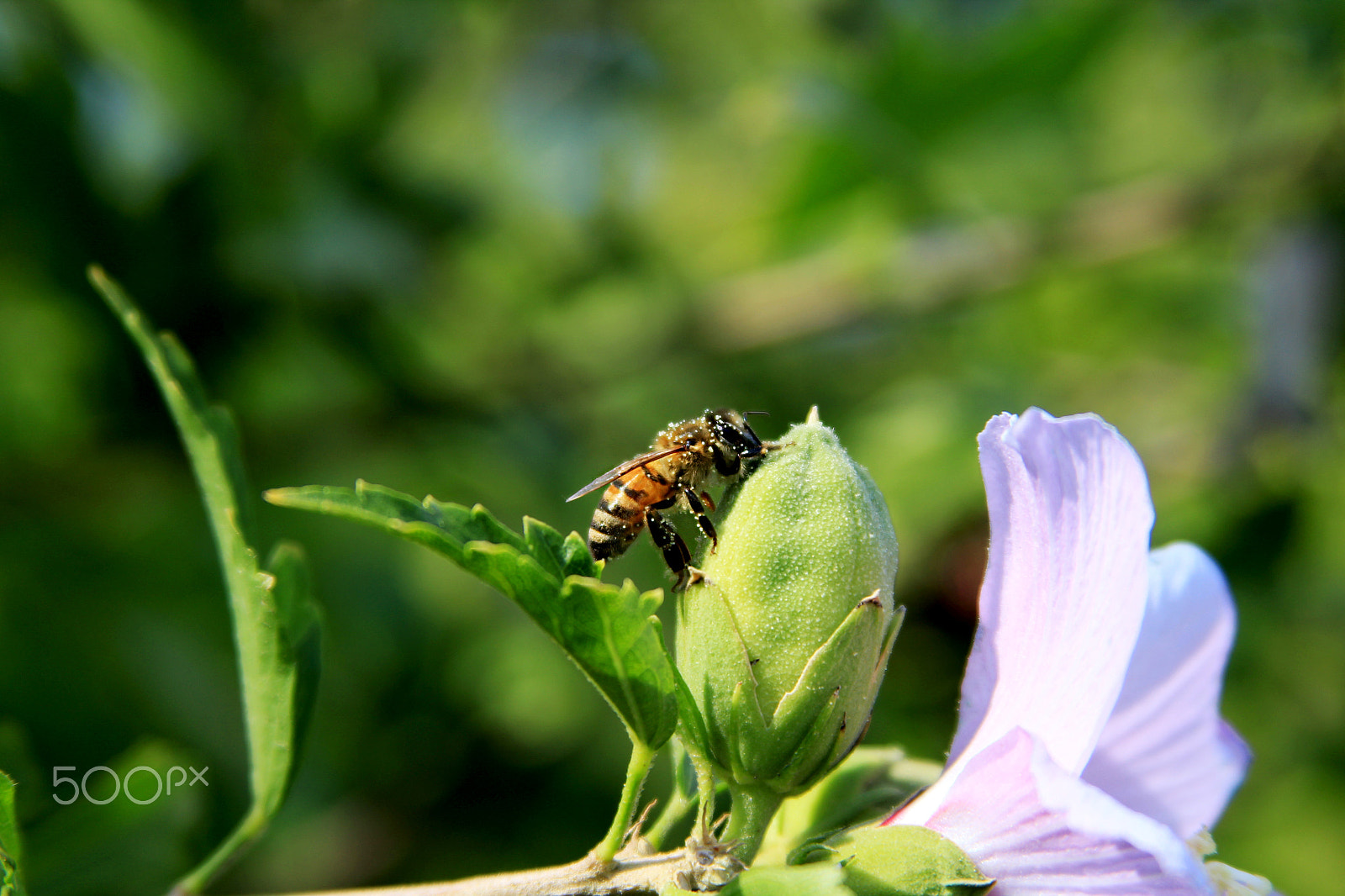 Canon EF 28-135mm F3.5-5.6 IS USM sample photo. Wasp photography
