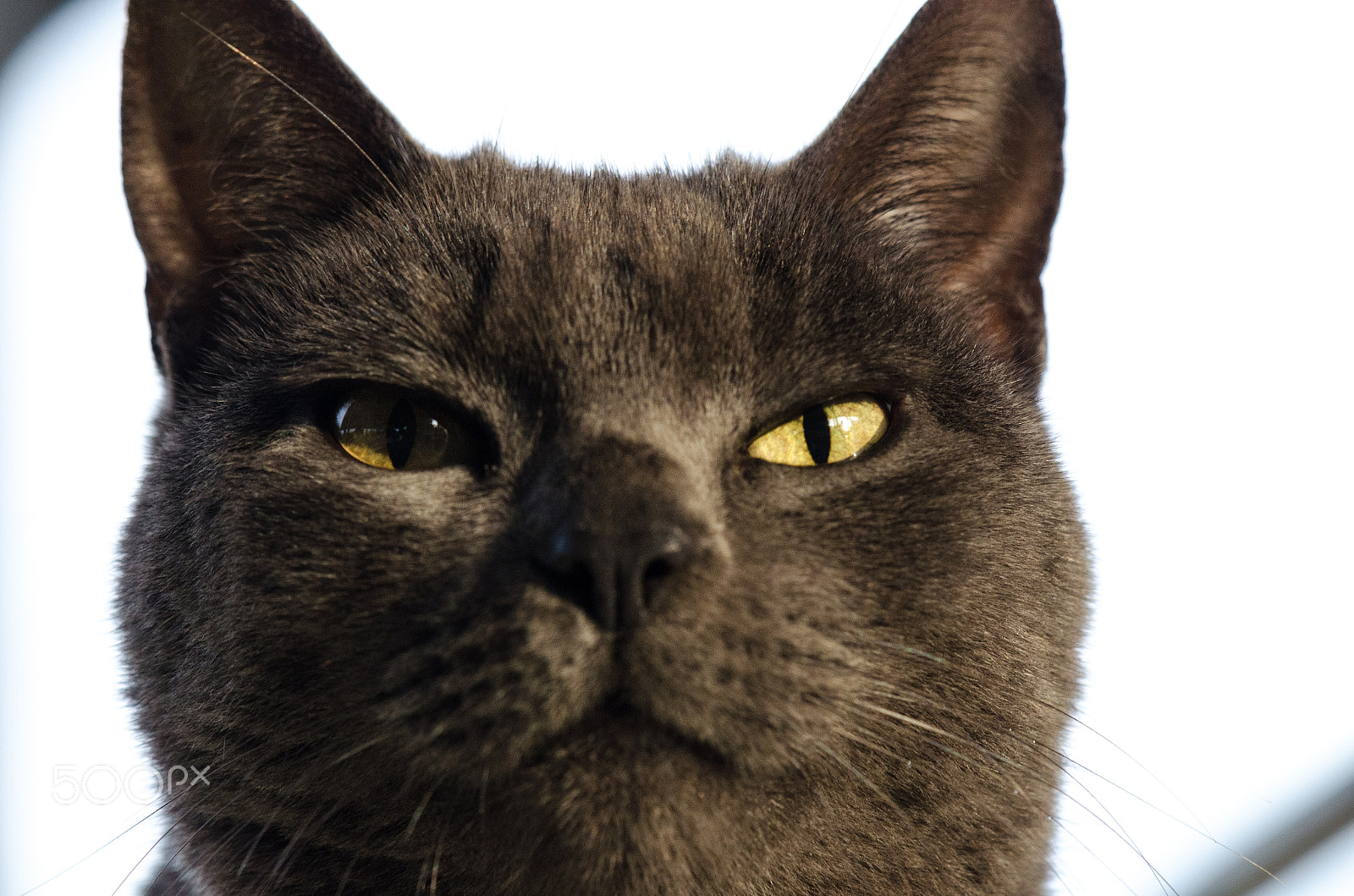 Nikon AF-S DX Micro-Nikkor 85mm F3.5G ED VR sample photo. Superiority photography
