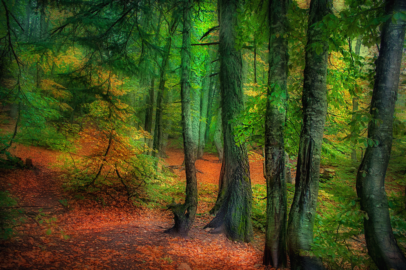 Canon EOS 50D sample photo. Mysterious forest.. photography