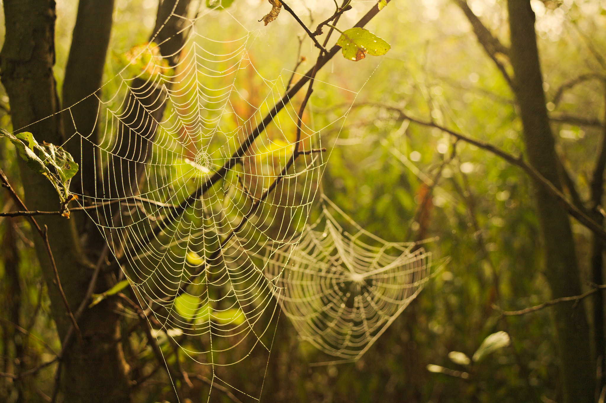 Canon EOS 5D + Canon EF 28-80mm f/3.5-5.6 sample photo. Spider web 2 photography