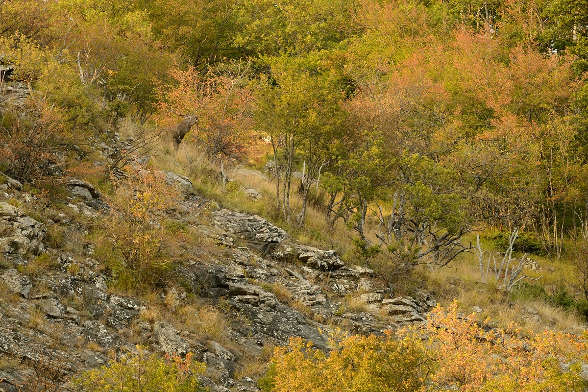 Nikon D4 + Nikon AF-S Nikkor 500mm F4G ED VR sample photo. Autumn begins photography