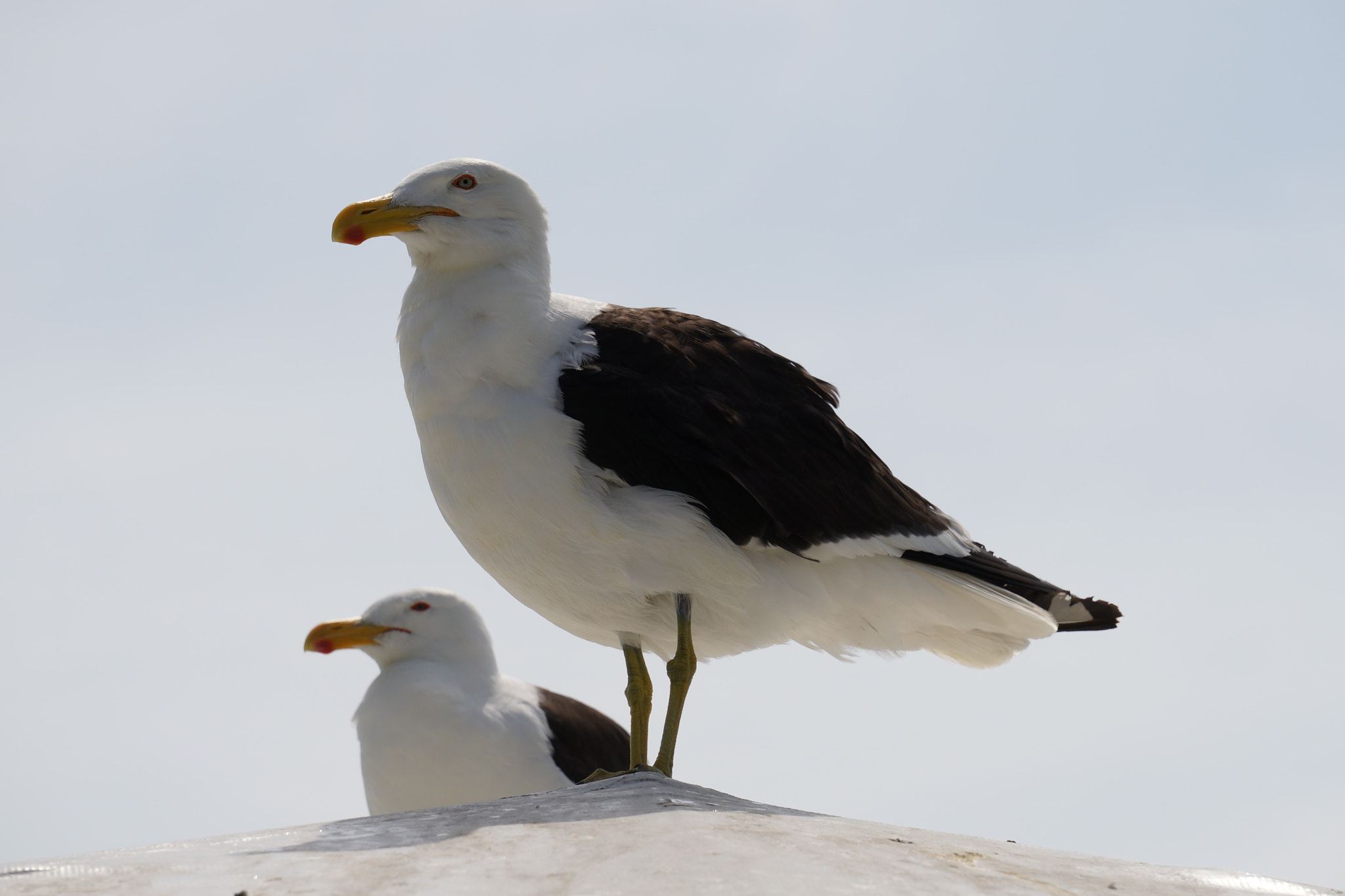 Sony a7 + Sony FE 24-240mm F3.5-6.3 OSS sample photo. Seagull photography