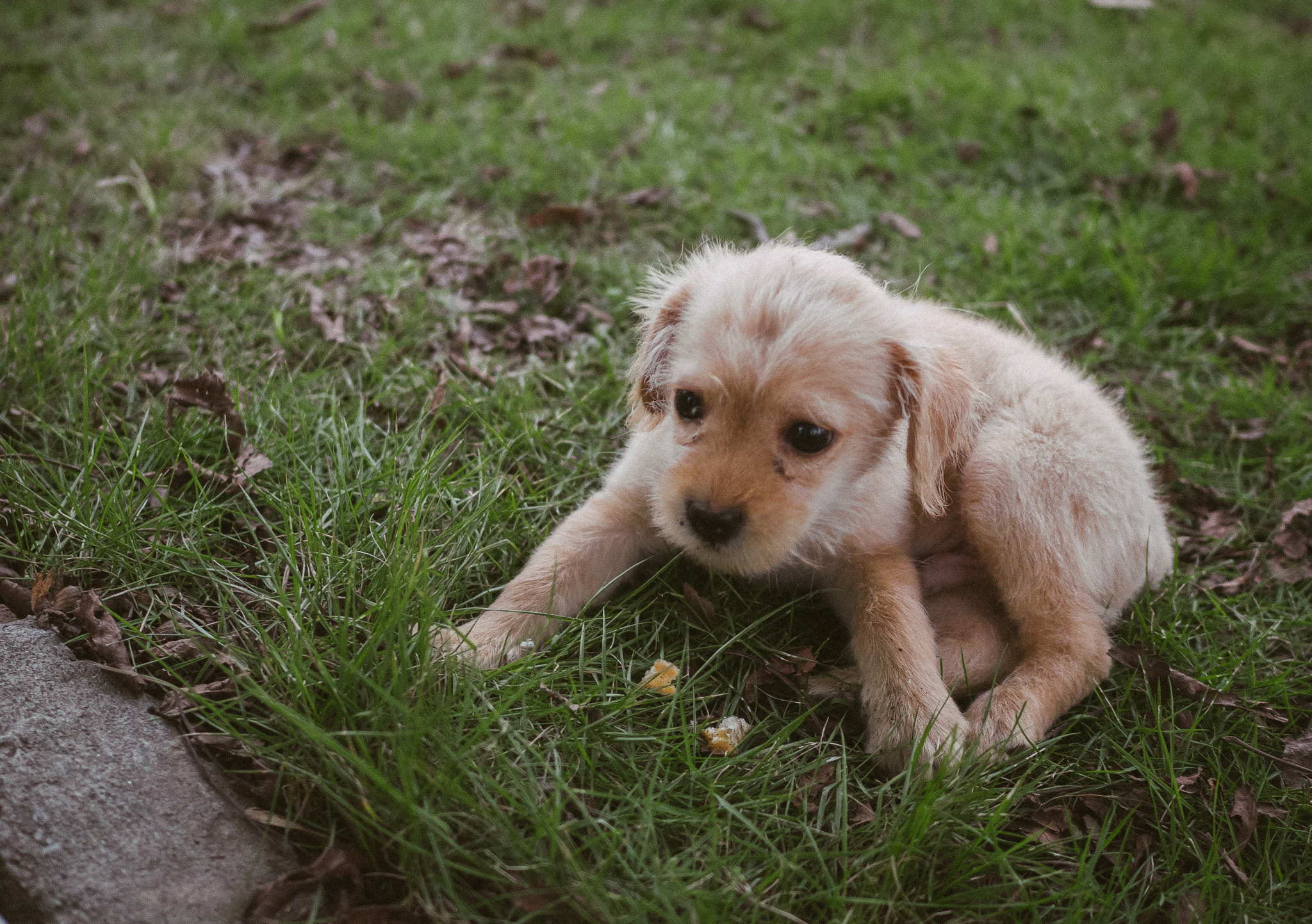 Panasonic DMC-GM1S + LEICA DG SUMMILUX 15/F1.7 sample photo. Baby dog photography