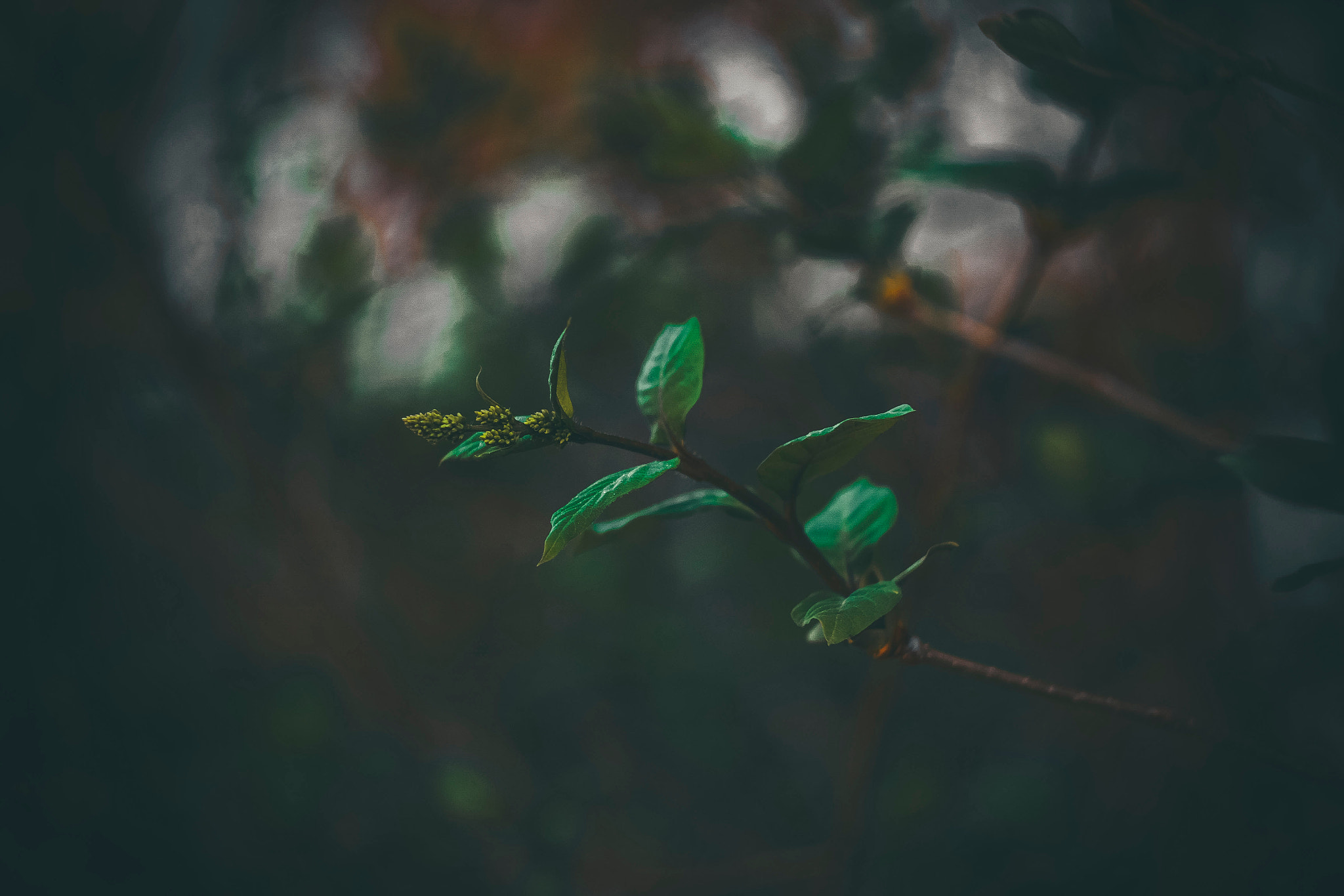 Canon EF 35-80mm f/4-5.6 sample photo. Plant photography