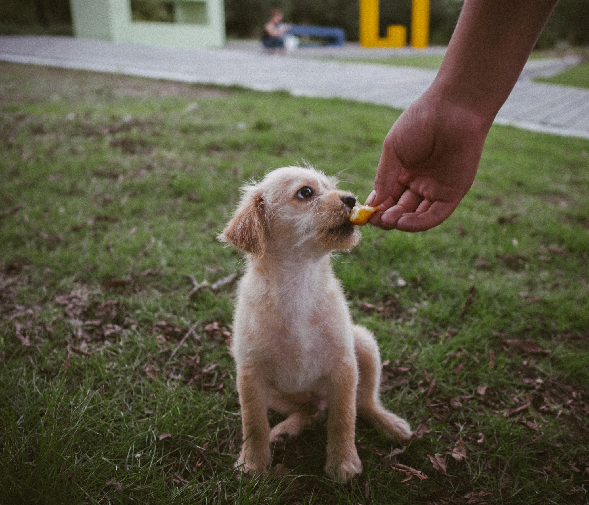 Panasonic DMC-GM1S + LEICA DG SUMMILUX 15/F1.7 sample photo. Baby dog photography
