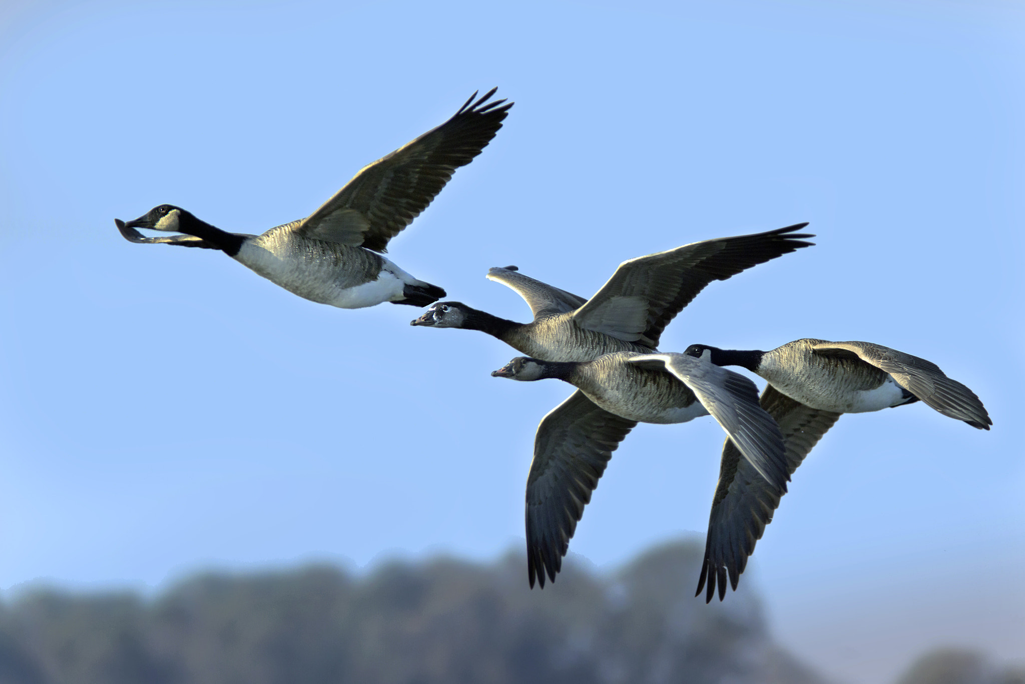 Canon EOS 7D + Canon EF 300mm f/2.8L + 1.4x sample photo. Canadian geese photography