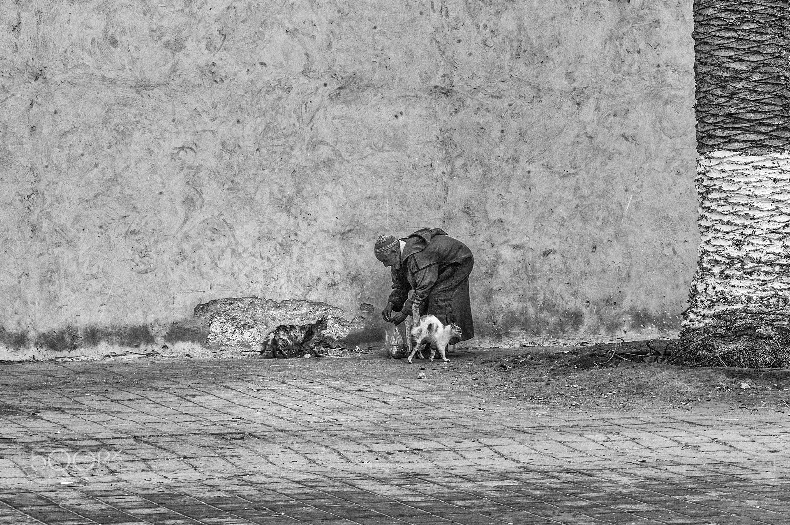 Leica M9 + Elmarit-M 135mm f/2.8 (I/II) sample photo. Feeding stray cats n°2 photography